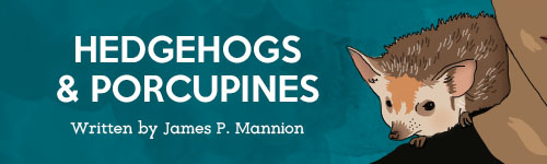 Hedgehogs & Porcupines title banner